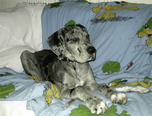Deense Dog Winnetou
